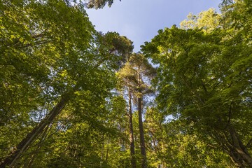 Fototapeta premium Beautiful bottom up view on tops of forest trees on blue sky background. Gorgeous nature backgrounds.