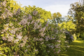 Close up view of beautiful lilac bushes and other plants. Beautiful green summer nature backgrounds . 