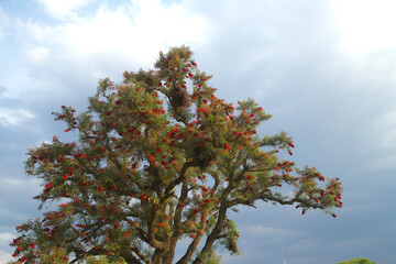 &aacute;rbol con flores