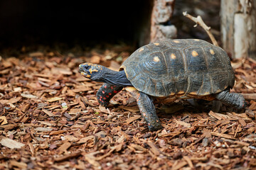 African spurred tortoise (Centrochelys sulcata)