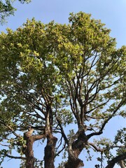 a big tree with the clear blue sky.