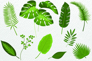 Tropic plants. Monstera and palm jungle leaves, green exotic foliage, nature botanical decorative collection. Vector illustration isolated collection