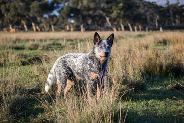 Australian Cattle Dog  (Blue heeler) working dog on the farm looking into the distance