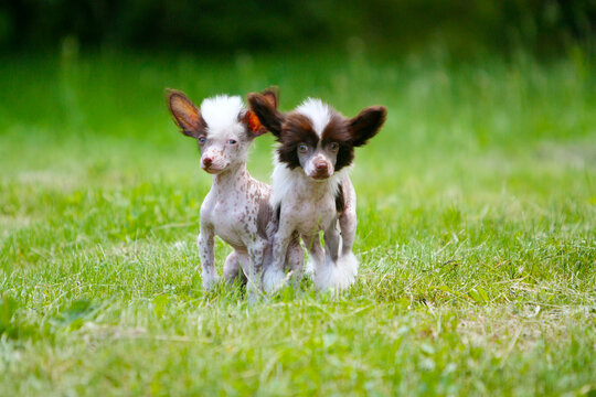 Chinese crested dog puppies on the background of grass. Cute dogs pose in an outdoor Park. The concept of friendship. Free space for text. Copy of the space. Horizontal image. Decorative animals.