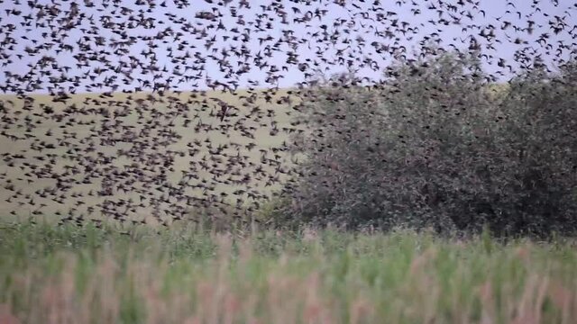 attaque d'une buse variable (buteo buteo) au milieu d'un vol d'&eacute;tourneaux sansonnet (sturnus vulgaris)