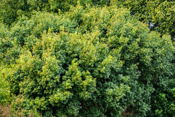 Naklejka premium 俯瞰で見た木々(3月)