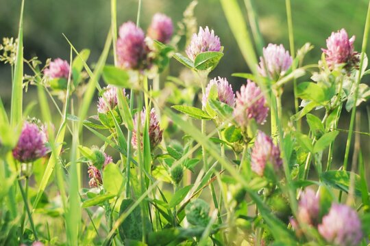 Close-up of red clover flowers in a clearing. Summer art photo and wallpaper