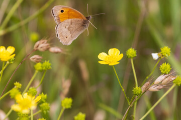 A Meadow Brown butterfly captured in flight about to land on a yellow buttercup