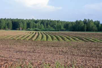 Fototapeta na wymiar farm fields with potatoes. sown agricultural land