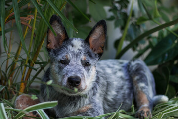 Naklejka na ściany i meble Australian Cattle Dog Puppy laying in the bushes looking at the camera
