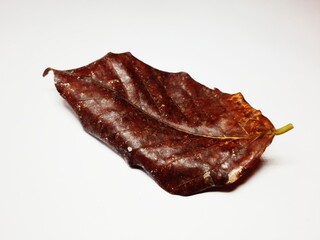 Dry brown old leaf with white background