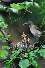 Pale thrush feeding the chicks