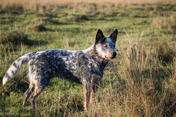 Australian Cattle Dog  (Blue heeler) working dog on the farm looking into the distance