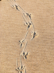 bird footprint in the sand, sand textures