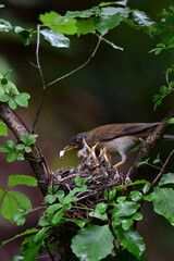 Pale thrush feeding the chicks