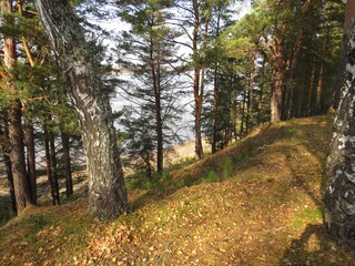 path in autumn forest