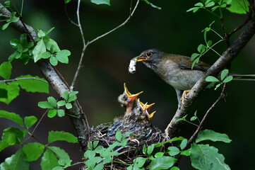 Pale thrush feeding the chicks