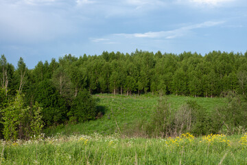 summer. green fields, deciduous forest