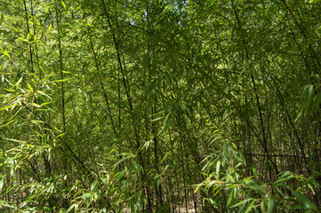 Fototapeta na wymiar tło liście zieleń natura roślina