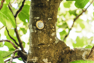 Obraz premium Wood snail on a fig tree trunk. Summer. Day. Georgia.