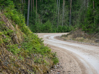 Fototapeta premium landscape with a spruce forest