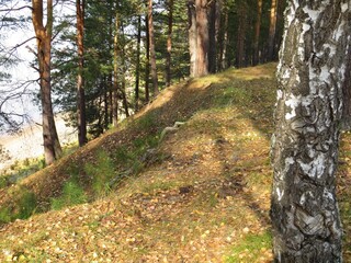  path in the autumn forest descends to the lake
