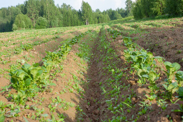 Fototapeta na wymiar farm. fields of potatoes. planted areas. agricultural industry