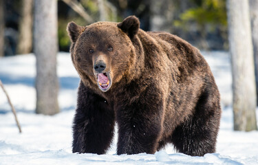 Fototapeta premium Adult Male of Brown Bear on the snow in winter forest. Close up. Scientific name: Ursus Arctos. Wild Nature. Natural Habitat.