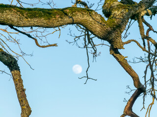 tree branches against the blue sky