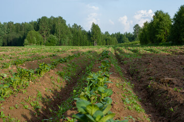 farm. fields of potatoes. planted areas. agricultural industry