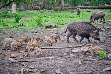 Wildschweine ( Sus scrofa ),