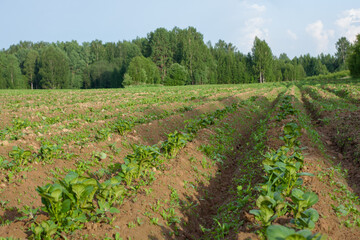 Fototapeta na wymiar farm. fields of potatoes. planted areas. agricultural industry