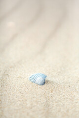 Fototapeta na wymiar Old dried calcified seashell in beach sand