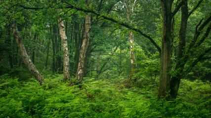 Woodland landscape in Plessey Woods in the county of Northumberland, England, UK.