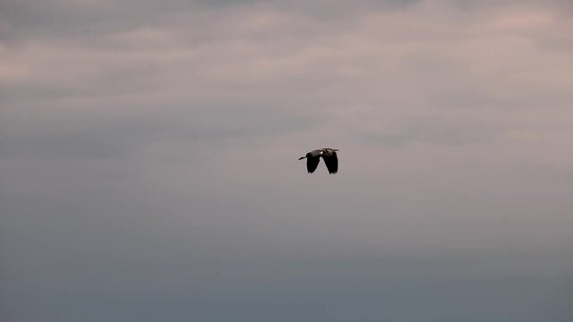 h&eacute;ron cendr&eacute; (ardea cinerea) en vol au ralenti dans le ciel