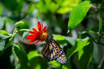 butterfly on flower