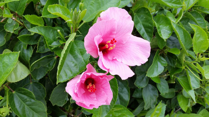 pink flower in garden