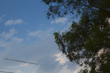aves sobre el cable
