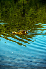 Sweet Animal Bird Duck in Lake in Nature
