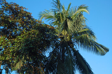 Coconut tree with leaves and fruit in the Philippines