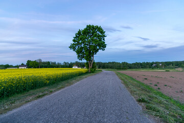 landscape with a lonely tree by the roadside, evening light