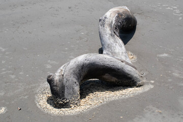 Driftwood on beach