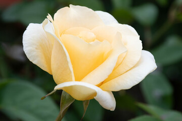 Yellow Rose in Garden
