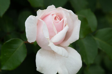 Pink Rose