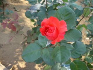 Red rose #2