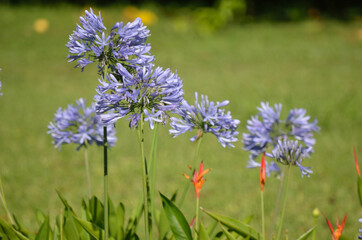 lavender flowers in the field