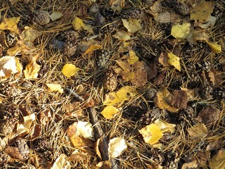 autumn leaves background