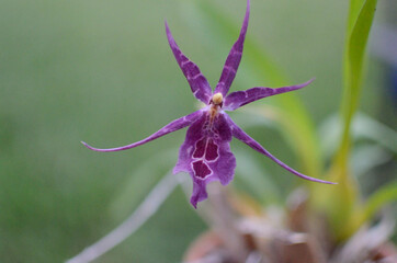 Brassia orchid green backround