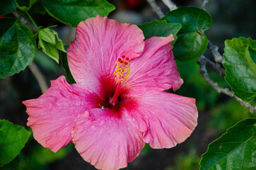pink hibiscus flower
