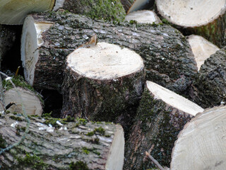 cut down parts of a tree in the forest . deforestation . logs